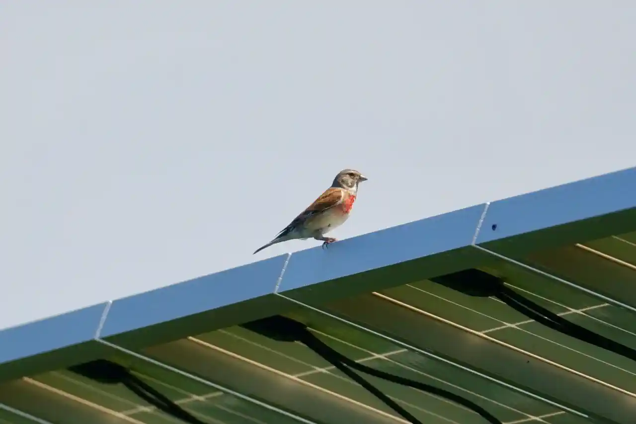 La energía solar fotovoltaica, clave para luchar contra el cambio climático