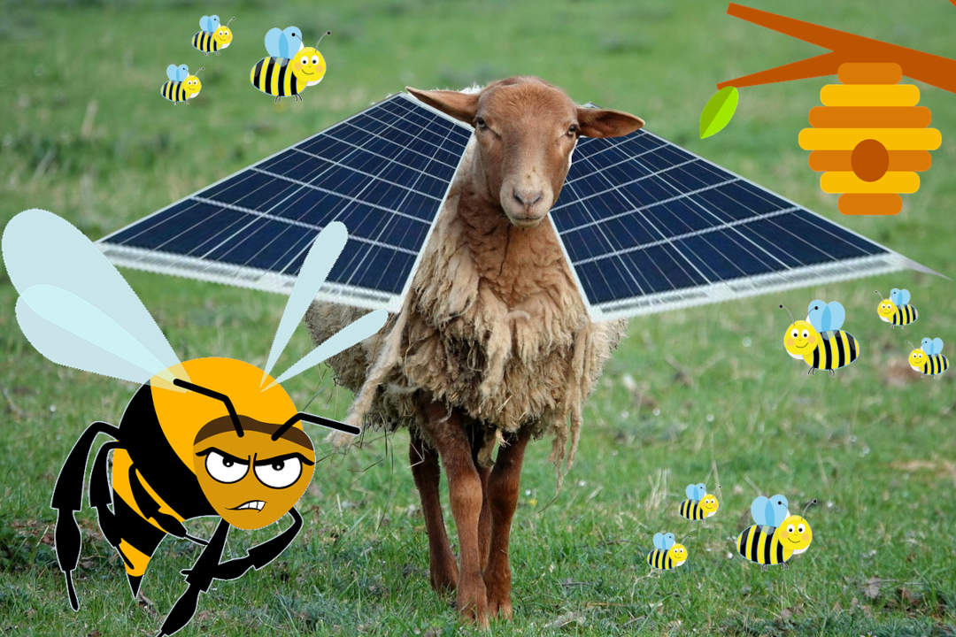 Oligoeléctricas pluriemplean pastores que limpian a la vez que vigilan los huertos solares.