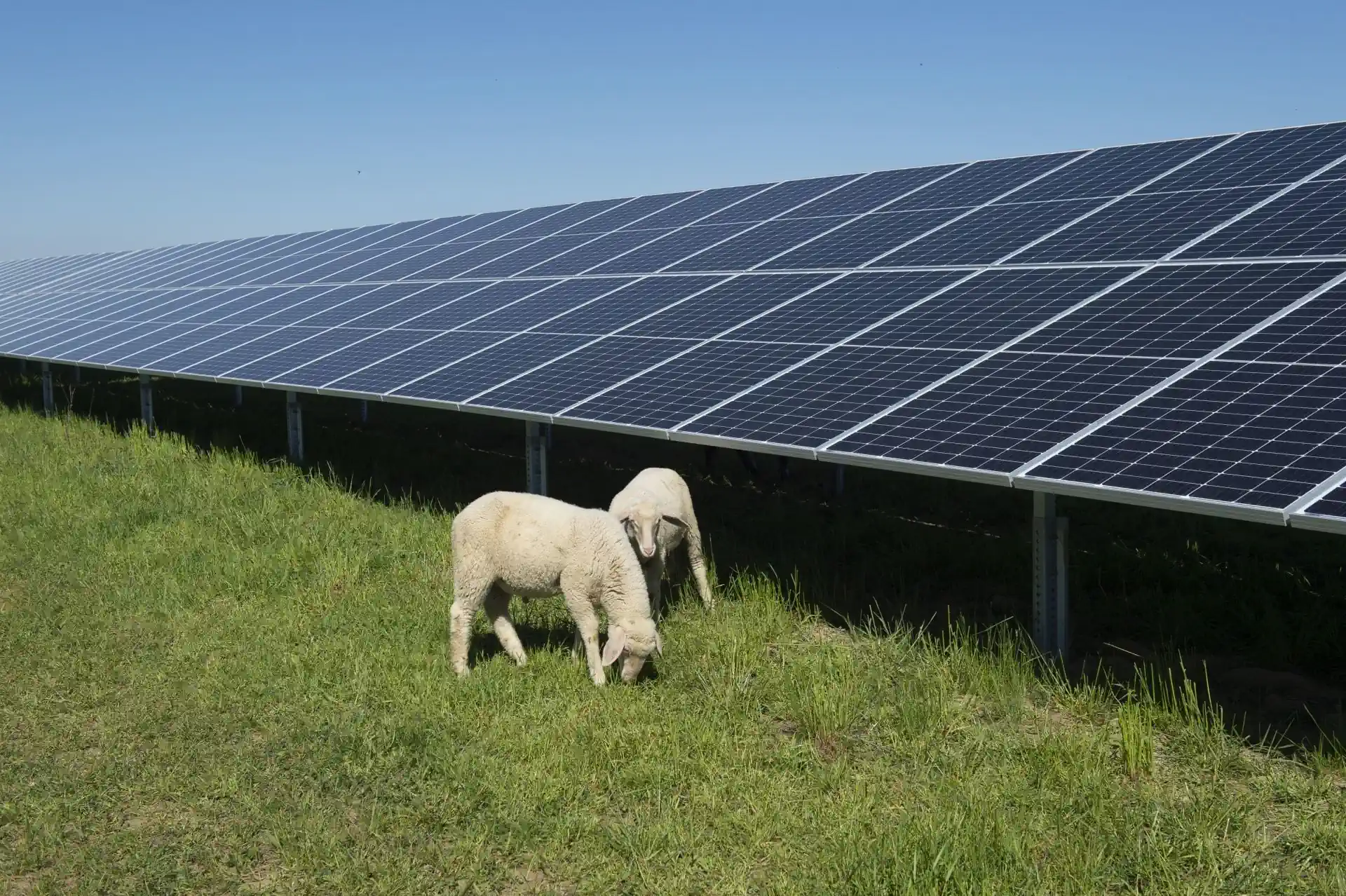 Oveja solar